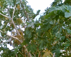 Ricinus communis