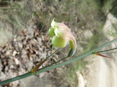 Prochnyanthes mexicana