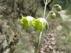Prochnyanthes mexicana