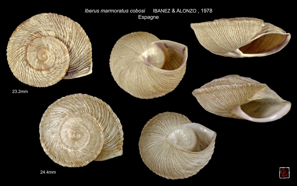 Iberus cobosi