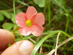 Oxalis bowiei