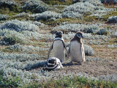Spheniscus magellanicus