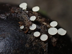 Hymenoscyphus imberbis