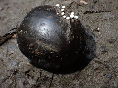 Hymenoscyphus imberbis