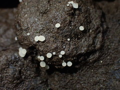 Hymenoscyphus imberbis