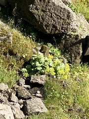 Alchemilla glomerulans