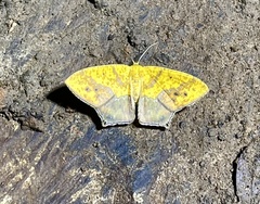 Epigynopteryx