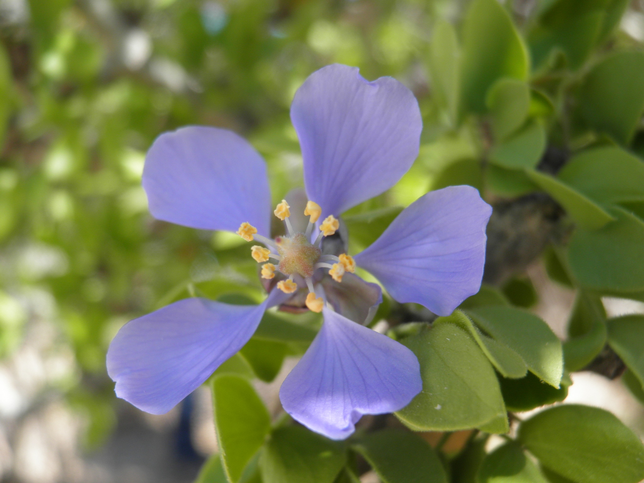 Guaiacum unijugum