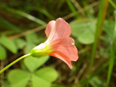 Oxalis bowiei
