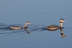 Podiceps cristatus