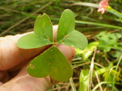 Oxalis bowiei