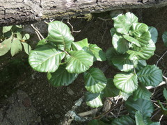 Quercus jonesii