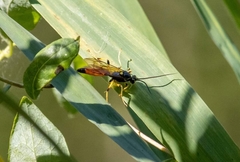 Protichneumon pisorius