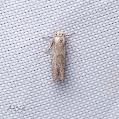 Hypatopa punctiferella