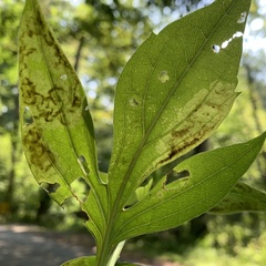Calycomyza frickiana