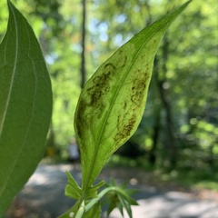 Calycomyza frickiana