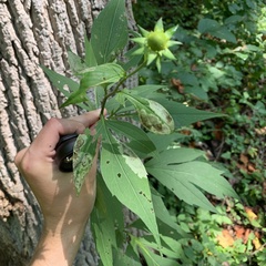 Calycomyza frickiana