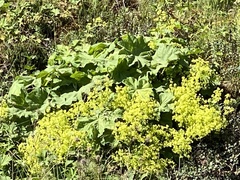 Alchemilla glomerulans