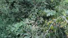 Heracleum sosnowskyi
