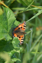 Aglais urticae