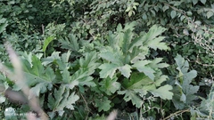 Heracleum sosnowskyi
