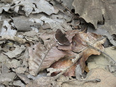 Erynnis tristis tatius
