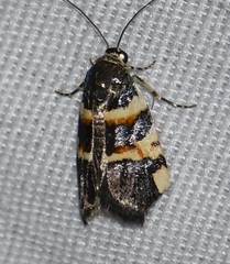Spragueia funeralis