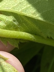 Alchemilla glomerulans