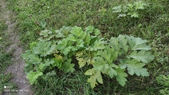 Heracleum sosnowskyi