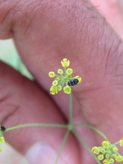 Donnellsmithia juncea