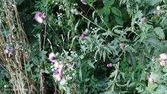 Carduus crispus