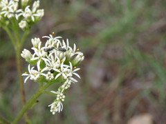 Psacalium poculiferum