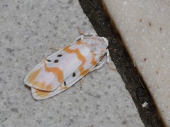 Cyana interrogationis