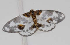 Abraxas amicula-illuminata