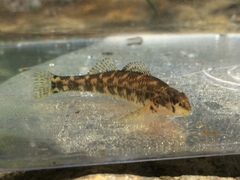 Etheostoma tallapoosae