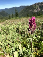 Castilleja parviflora olympica