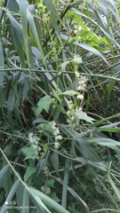 Echinocystis lobata