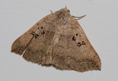 Blasticorhinus rivulosa