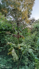 Heracleum sosnowskyi