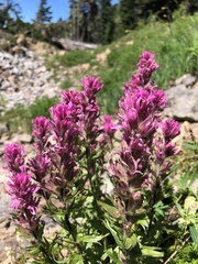 Castilleja parviflora olympica
