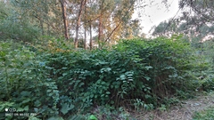 Reynoutria × bohemica