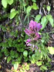 Castilleja parviflora olympica