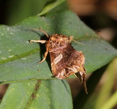 Callopistria exotica