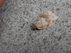 Choristoneura conflictana