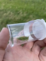 Orchelimum gladiator