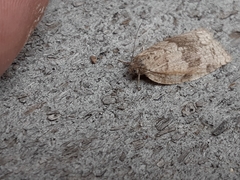 Choristoneura conflictana