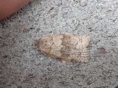 Choristoneura conflictana