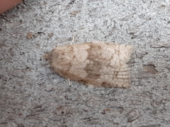 Choristoneura conflictana