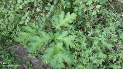 Heracleum sosnowskyi