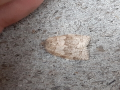 Choristoneura conflictana